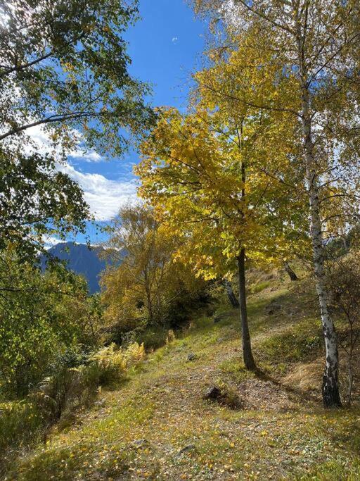 Casa Del Cios Calda E Intima Casetta Immersa Nel Verde Delle Montagne Alpe Basciumo 외부 사진
